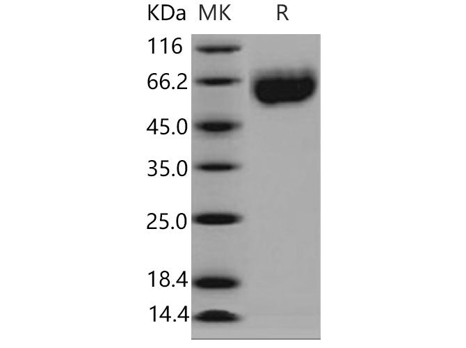 > 98 % as determined by reducing SDS-PAGE.