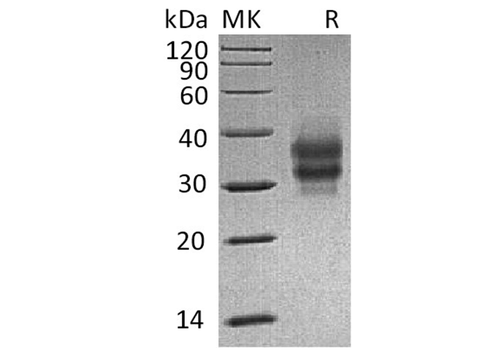 > 95 % as determined by reducing SDS-PAGE.