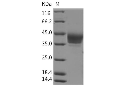 > 95 % as determined by reducing SDS-PAGE.
