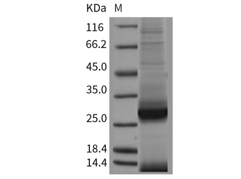 > 94 % as determined by reducing SDS-PAGE.