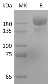 Recombinant SARS-CoV-2 S-trimer(D614G)(His Tag) - ABMIUM