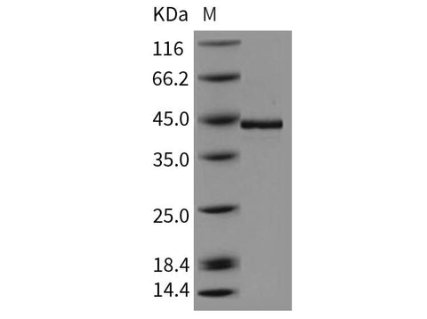 > 90 % as determined by reducing SDS-PAGE.