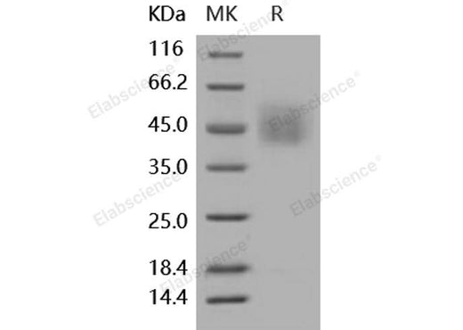 > 95 % as determined by reducing SDS-PAGE.