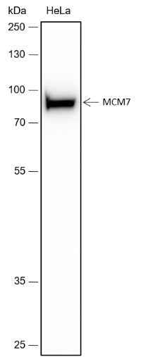 Anti-Human/African green monkey MCM7 Antibody [A456] - ABMIUM