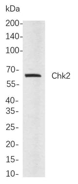 Anti-Human/Mouse/Rat Chk2 Antibody [B706]