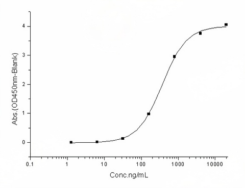 Measured by its binding ability in a functional ELISA. Immobilized human ACE2 protein (mFc tag) (Cat: PKSH031870) at 2 μg/mL (100 μL/well) can bind SARS-CoV-2 (2019-nCoV) Spike Protein (S1, His tag), Biotinylated (Cat: PKSR030515), the EC<sub>50</sub> of SARS-CoV-2 (2019-nCoV) Spike Protein (S1, His tag), Biotinylated (Cat: PKSR030515) is 200-600 ng/mL.