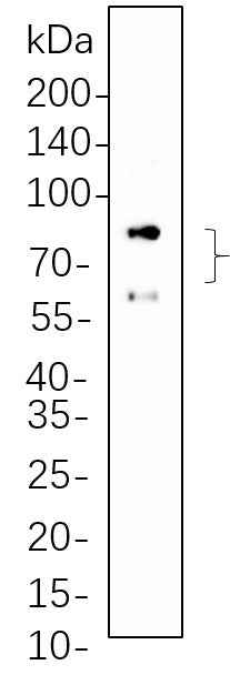 Anti-Human/Mouse/Rat Lamin A/C Antibody [B776] - ABMIUM
