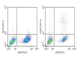 Anti-Mouse FOXP3 Antibody [MF-14] - ABMIUM