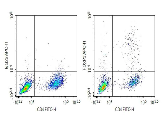 Anti-Mouse FOXP3 Antibody [MF-14] - ABMIUM