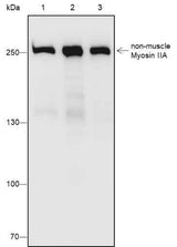 Anti-Rat/Mouse non-muscle Myosin IIA Antibody [A541]