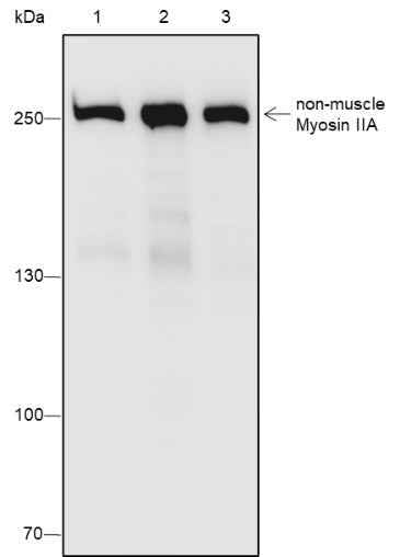 Anti-Rat/Mouse non-muscle Myosin IIA Antibody [A541]