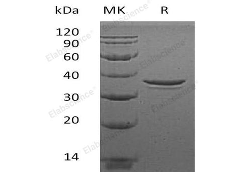 > 95 % as determined by reducing SDS-PAGE.