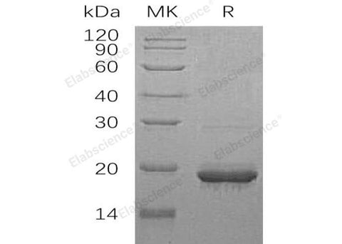 Recombinant Human SCO1/SCOD1 Protein (GST Tag) - ABMIUM