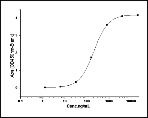 Measured by its binding ability in a functional ELISA. Immobilized Rat CD64-his at 10 μg/ml (100 μl/well) can bind biotinylated human IgG1, The EC<sub>50</sub> of biotinylated human IgG1 is 0.04-0.08 μg/ml.
