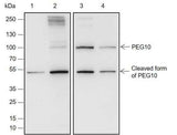 Anti-Human/Rat/Mouse PEG10 Antibody [A675]