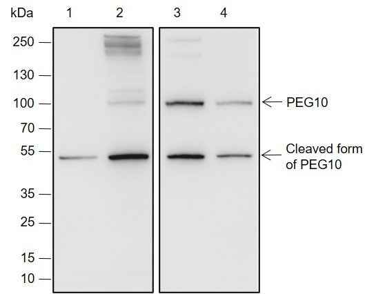 Anti-Human/Rat/Mouse PEG10 Antibody [A675]