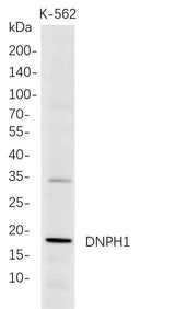 Anti-Human DNPH1 Antibody [B708]