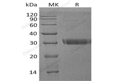 > 90 % as determined by reducing SDS-PAGE.