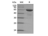 > 90 % as determined by reducing SDS-PAGE.