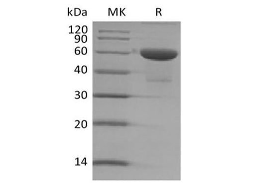 > 90 % as determined by reducing SDS-PAGE.