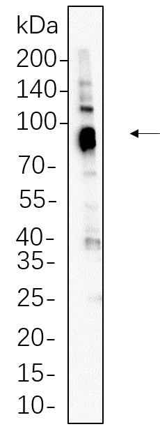 Anti-Human/Mouse/Rat MDM2 Antibody [B646] - ABMIUM