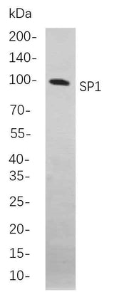 Anti-Human Sp1 Antibody [B842]