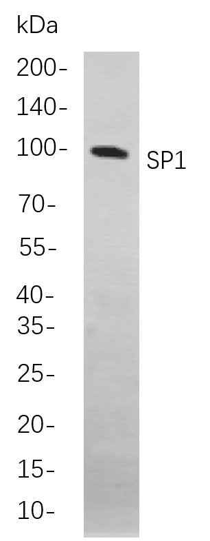 Anti-Human Sp1 Antibody [B842] - ABMIUM