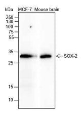 Anti-Human/Rat/Mouse SOX2 Antibody [A365]