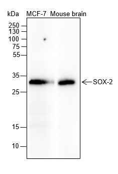 Anti-Human/Rat/Mouse SOX2 Antibody [A365]