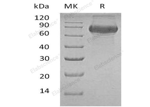 Recombinant Human CD19/Leu-12 Protein (Fc Tag) - ABMIUM
