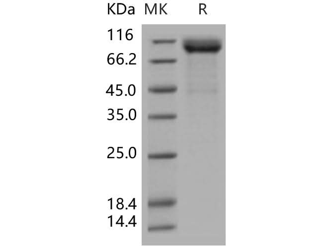 > 90 % as determined by reducing SDS-PAGE.
