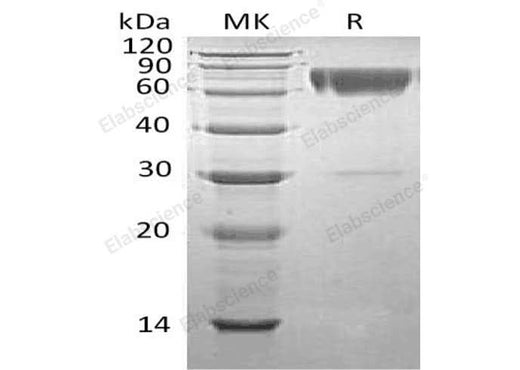 > 90 % as determined by reducing SDS-PAGE.