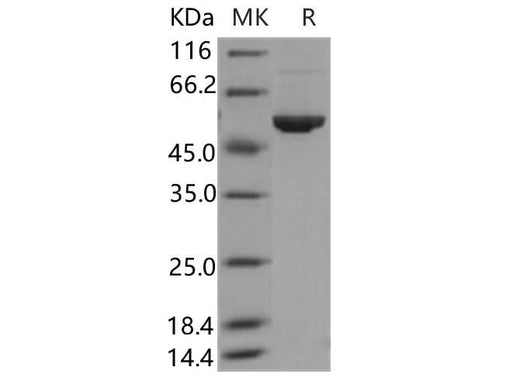 > 90 % as determined by reducing SDS-PAGE.
