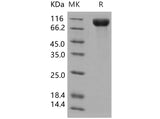 > 97 % as determined by reducing SDS-PAGE.