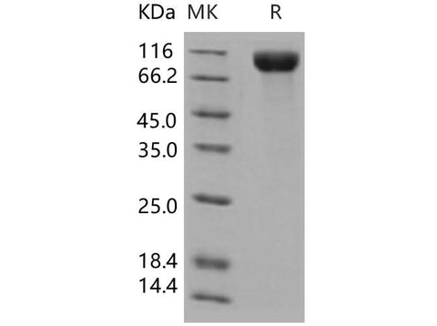 > 97 % as determined by reducing SDS-PAGE.