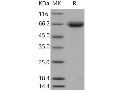 > 97 % as determined by reducing SDS-PAGE.