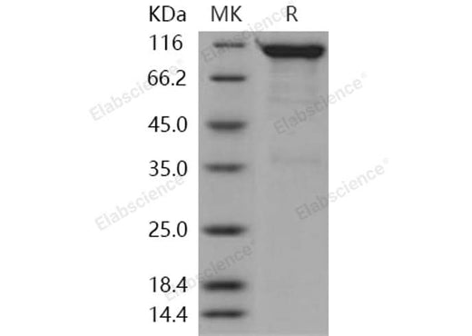 > 90 % as determined by reducing SDS-PAGE.