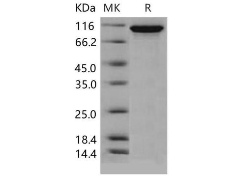 > 93 % as determined by reducing SDS-PAGE.
