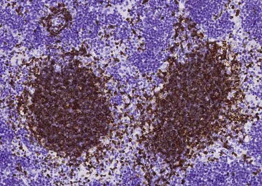 Anti-Mouse CD79B Antibody [B486] - ABMIUM