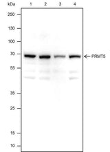 Anti-Human PRMT5 Antibody [A338]