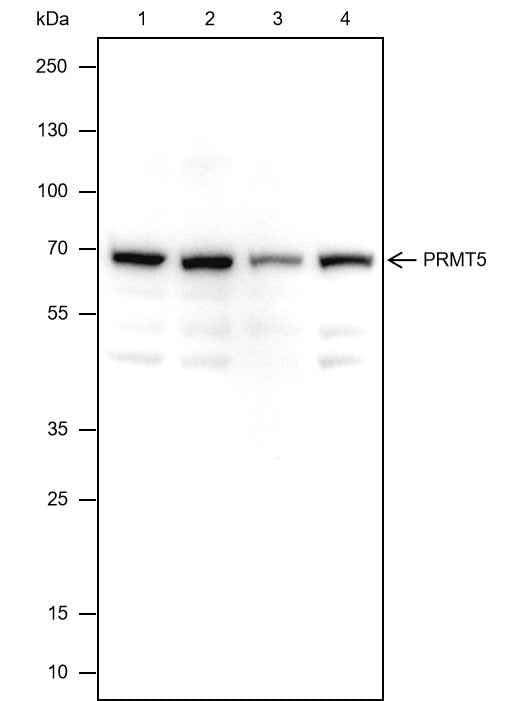 Anti-Human PRMT5 Antibody [A338] - ABMIUM