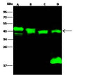 Anti-Mouse PPM1A Antibody [B431]