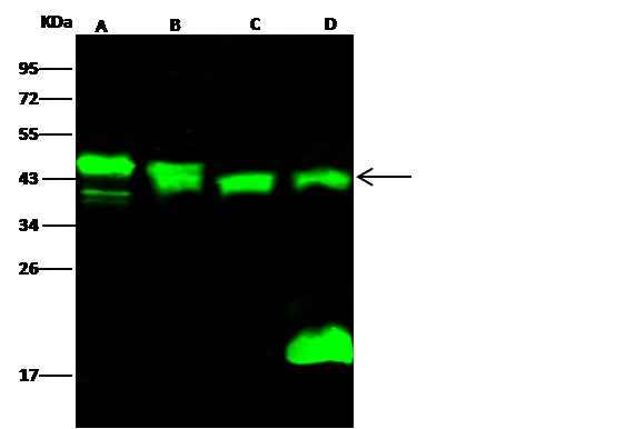 Anti-Mouse PPM1A Antibody [B431] - ABMIUM