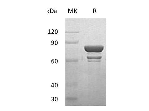 > 68 % as determined by reducing SDS-PAGE.