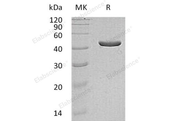 > 95 % as determined by reducing SDS-PAGE.