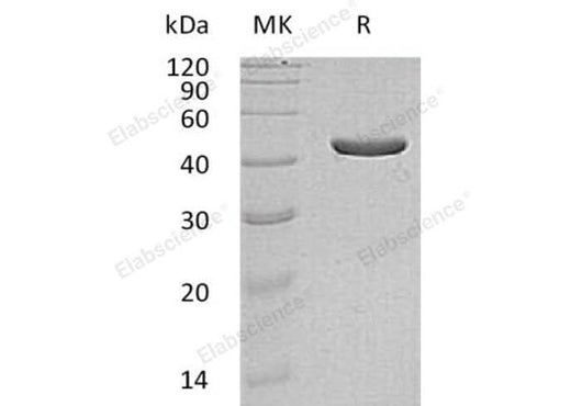> 95 % as determined by reducing SDS-PAGE.