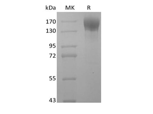 > 90 % as determined by reducing SDS-PAGE.