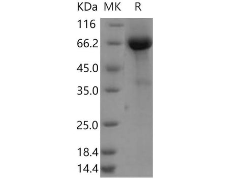 > 90 % as determined by reducing SDS-PAGE.