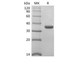 > 95 % as determined by reducing SDS-PAGE.