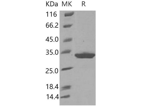 Recombinant Mouse IgG1-Fc Protein (102 Cys/Ser) - ABMIUM